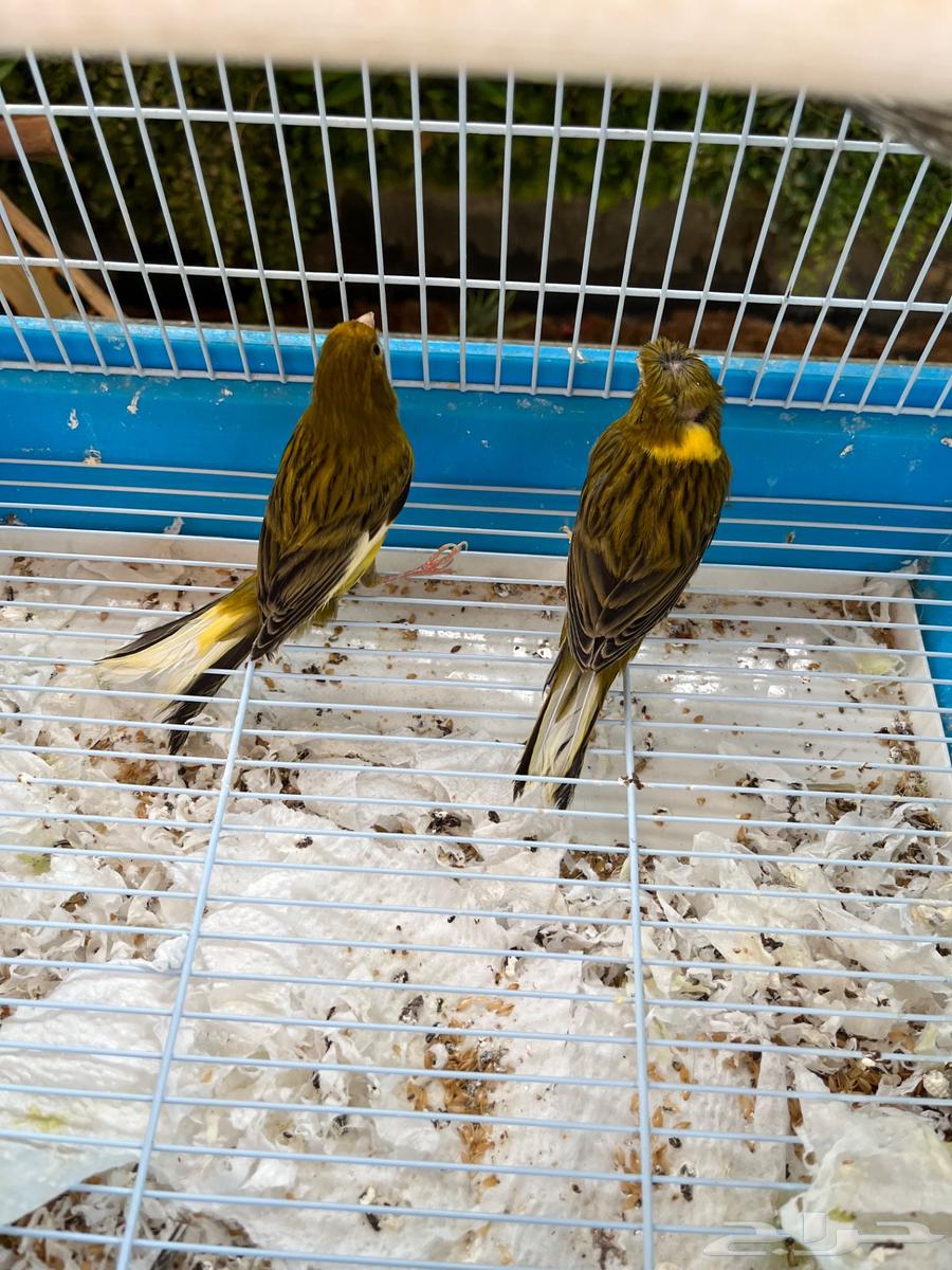Syrian canary with first production eggs underneath63616943722499111