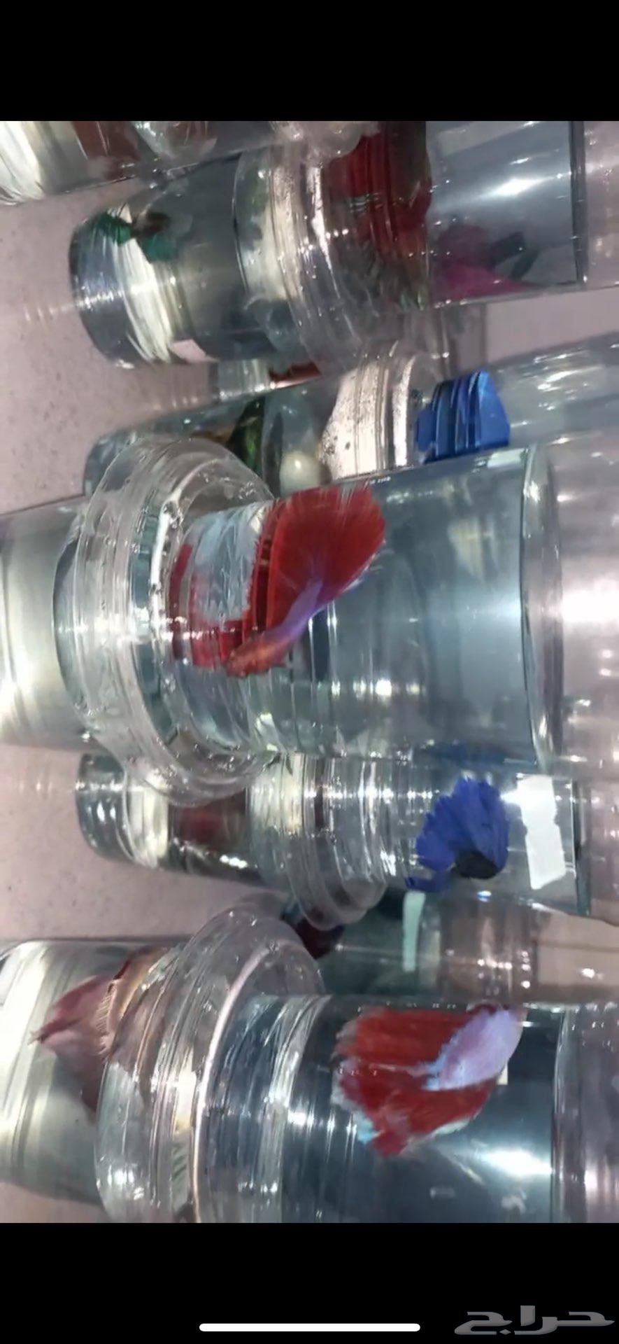 Fish63274869714819111