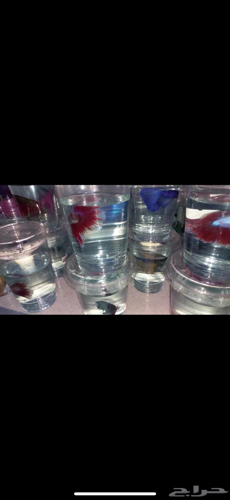 Fish63274869714819112