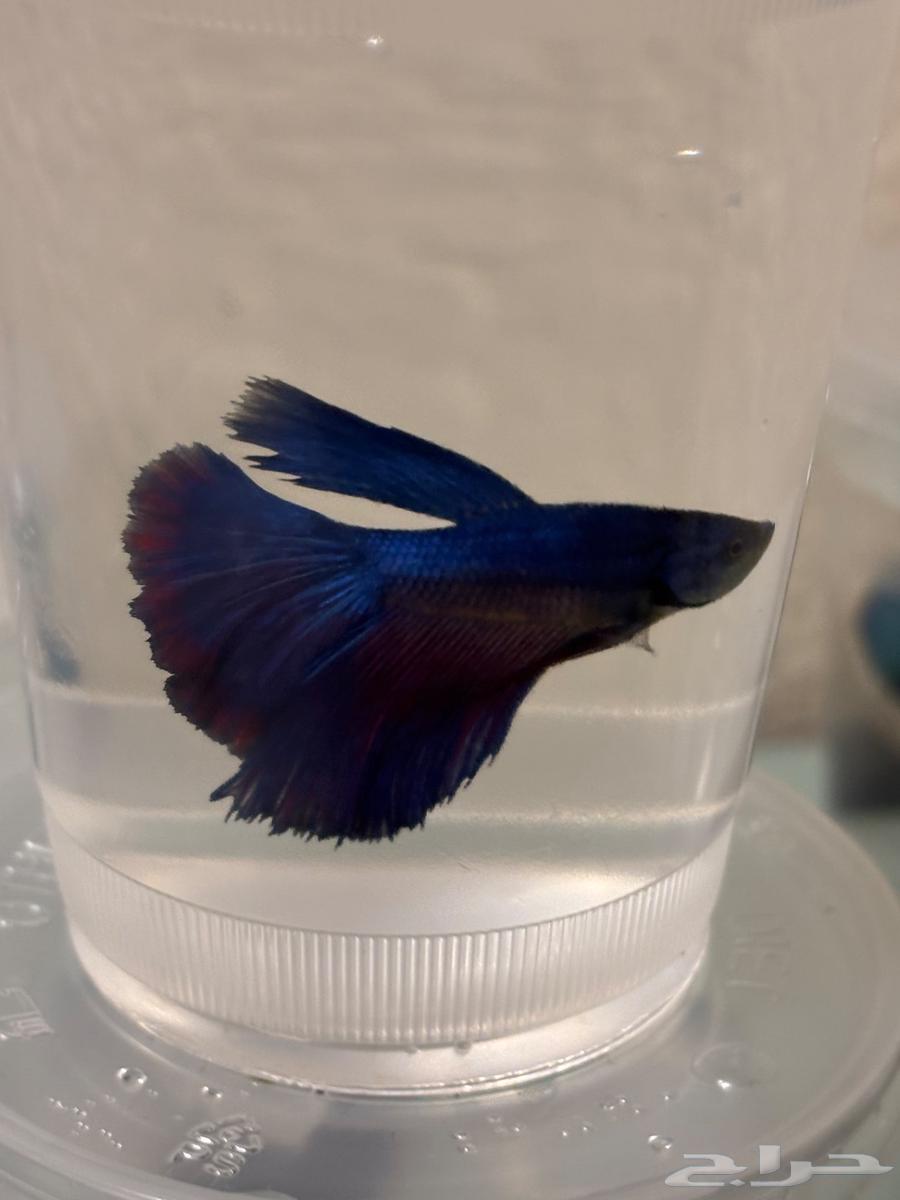 Ornamental fish (fighter fish)63274185558147114
