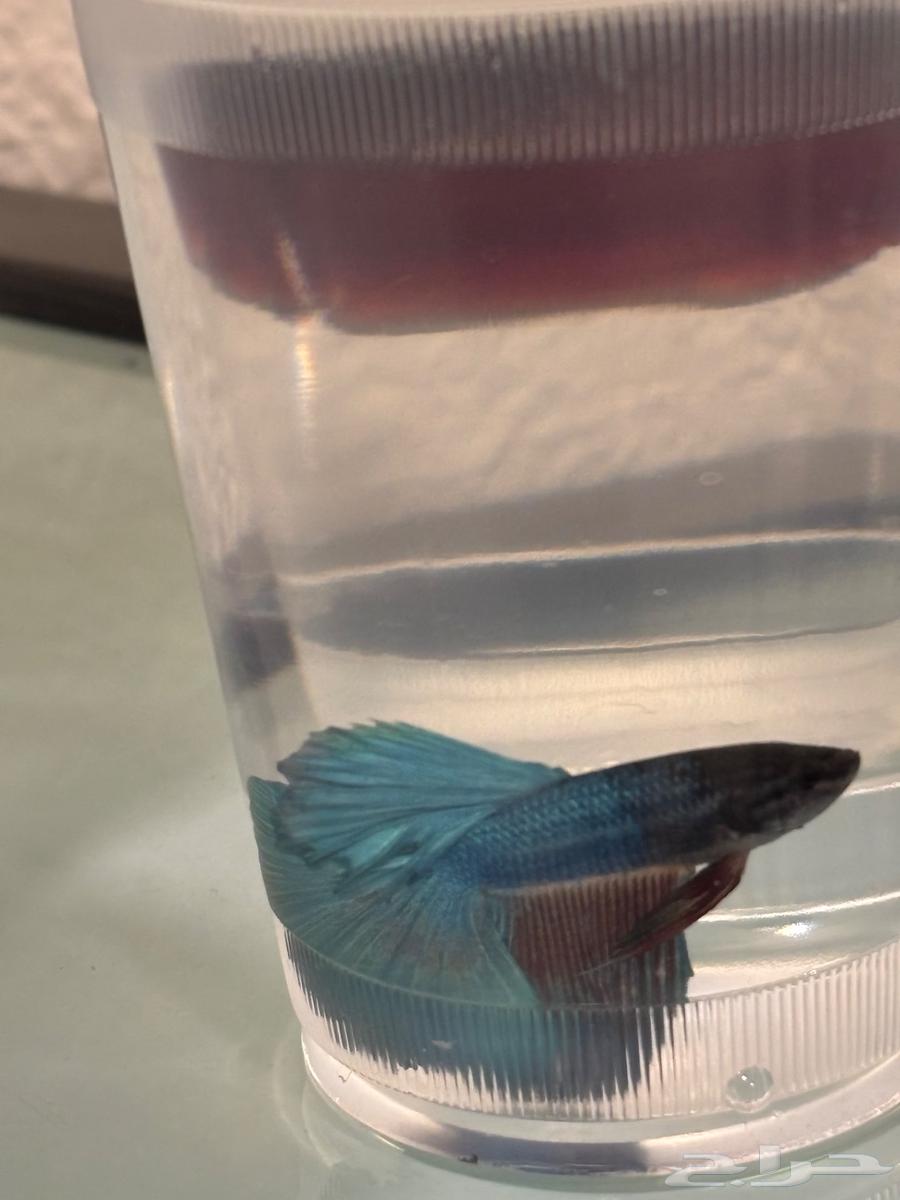 Ornamental fish (fighter fish)63274185558147113