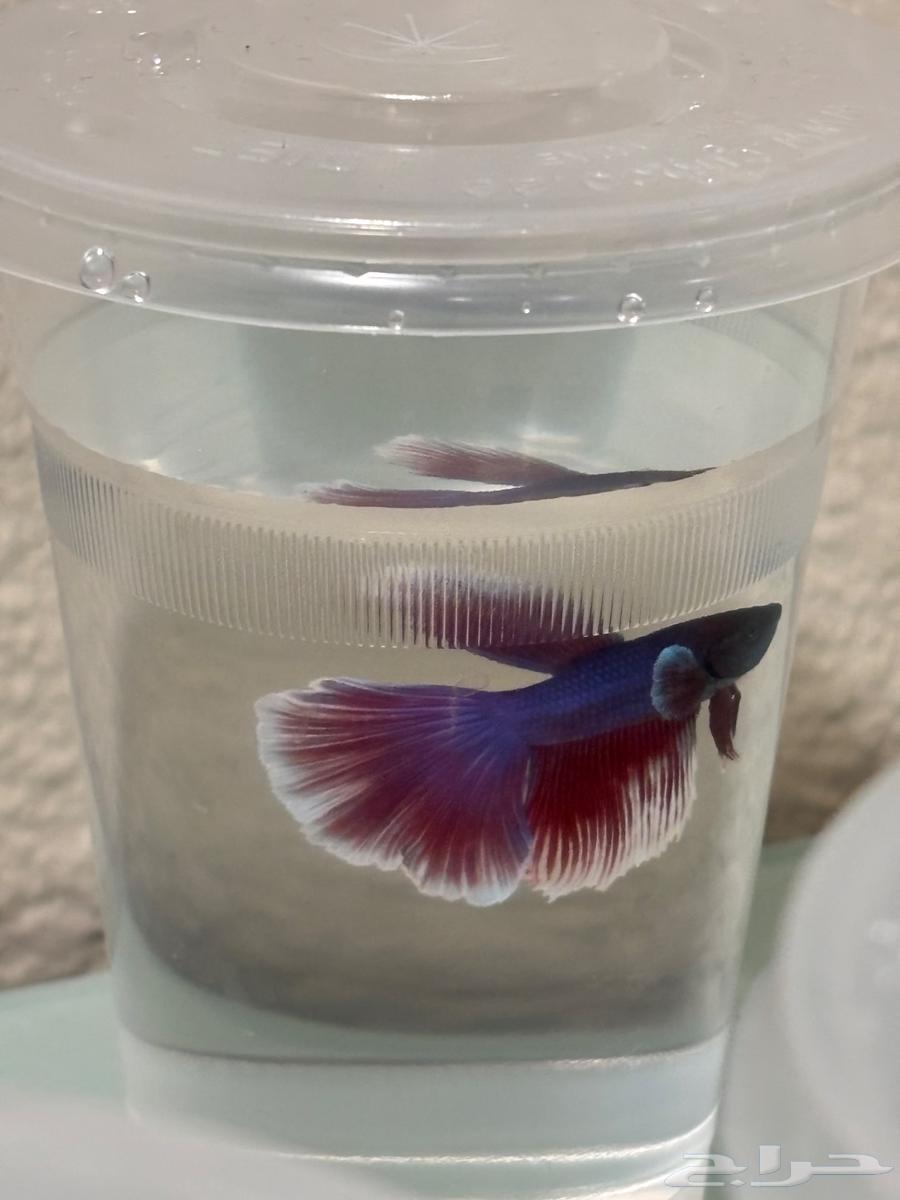Ornamental fish (fighter fish)63274185558147112