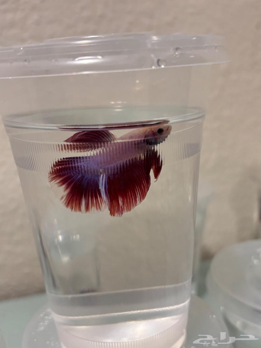 Ornamental fish (fighter fish)63274185558147113