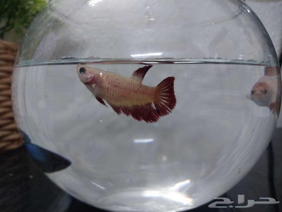 Female and male fighters for sale63275224007937112