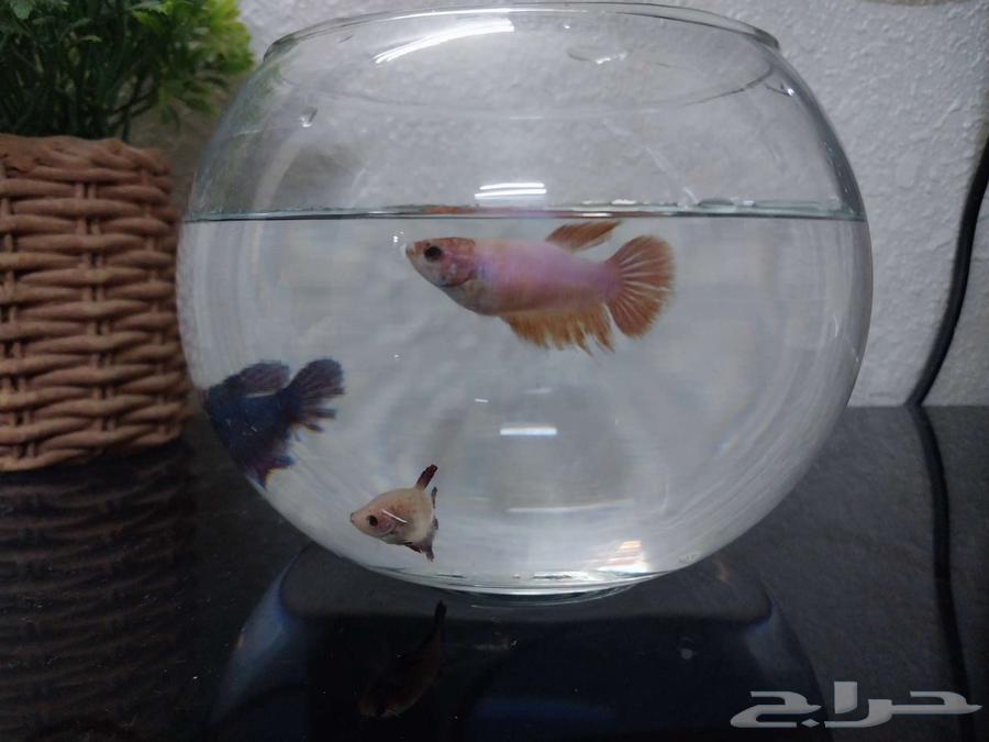 Female and male fighters for sale63275224007937111