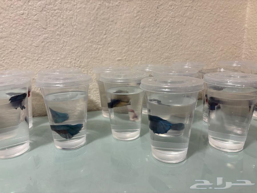 Ornamental fish (fighter fish)63274185558147111