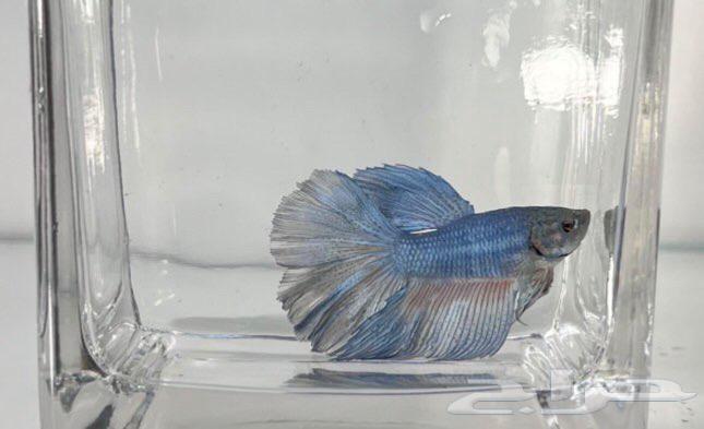 Fighter fish63272755940610113