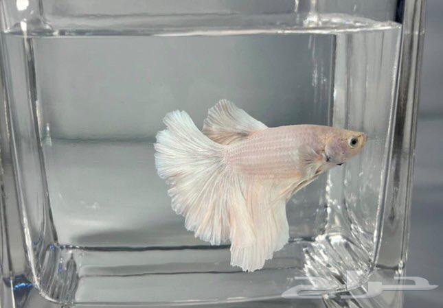 Fighter fish63272755940610112