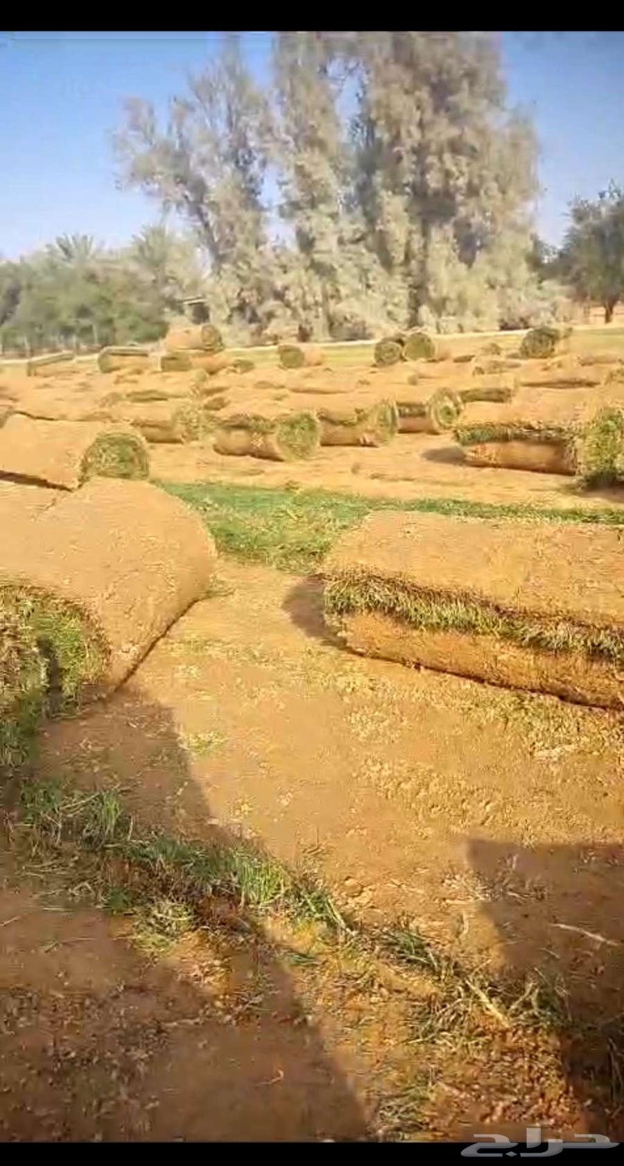 Thil C 2000 Grade One63617096870019112