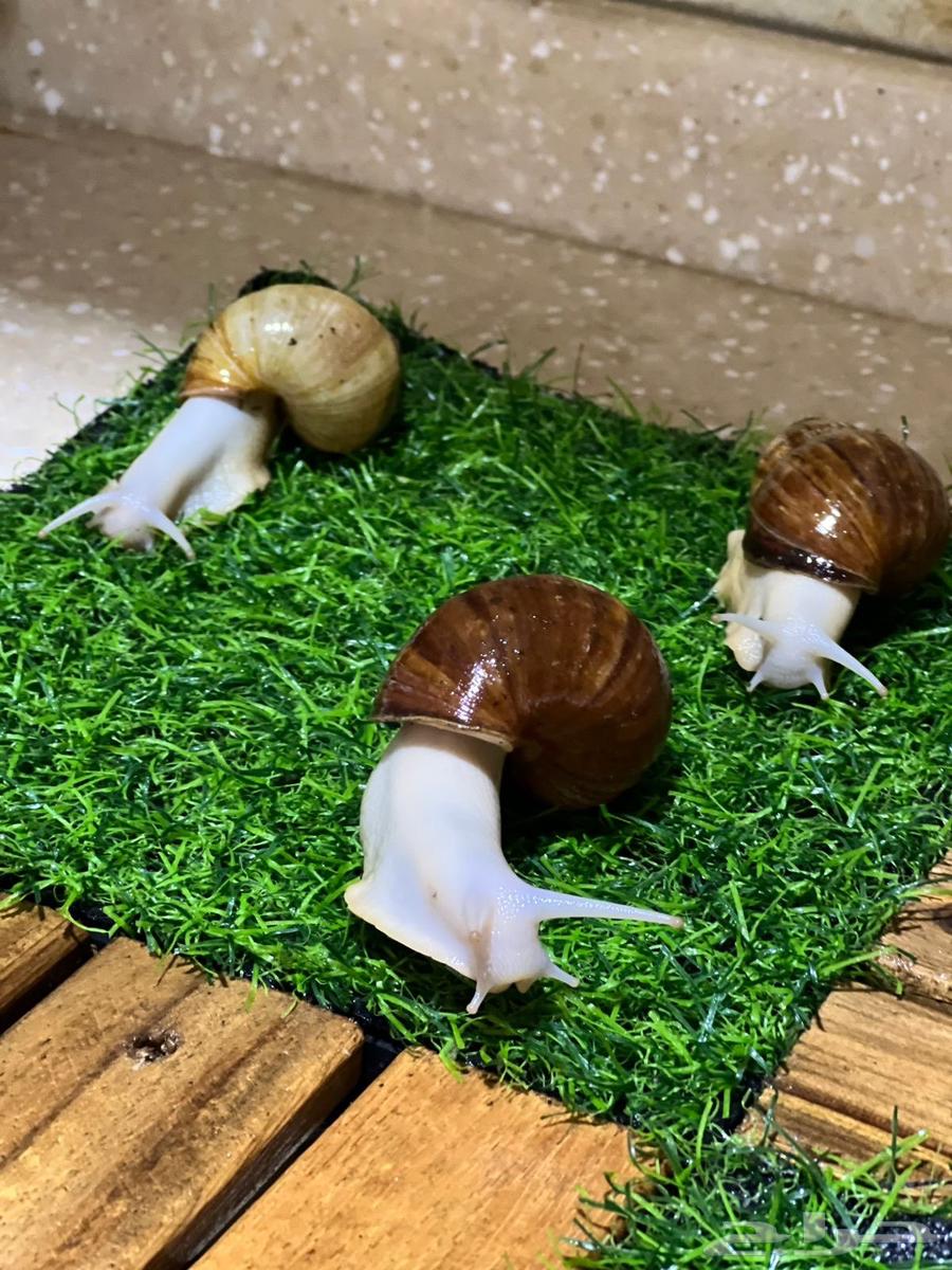 Snails for sale63271235492099113