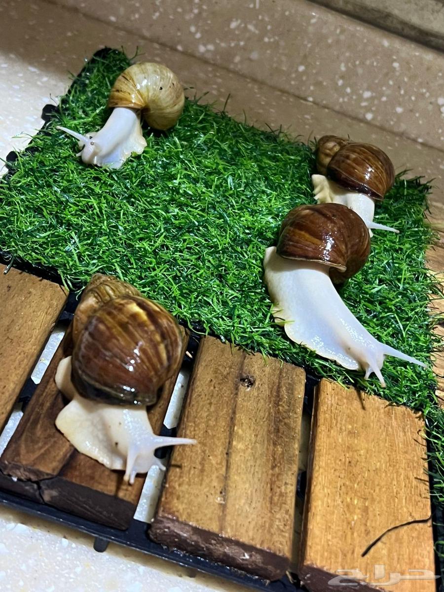 Snails for sale63271235492099111