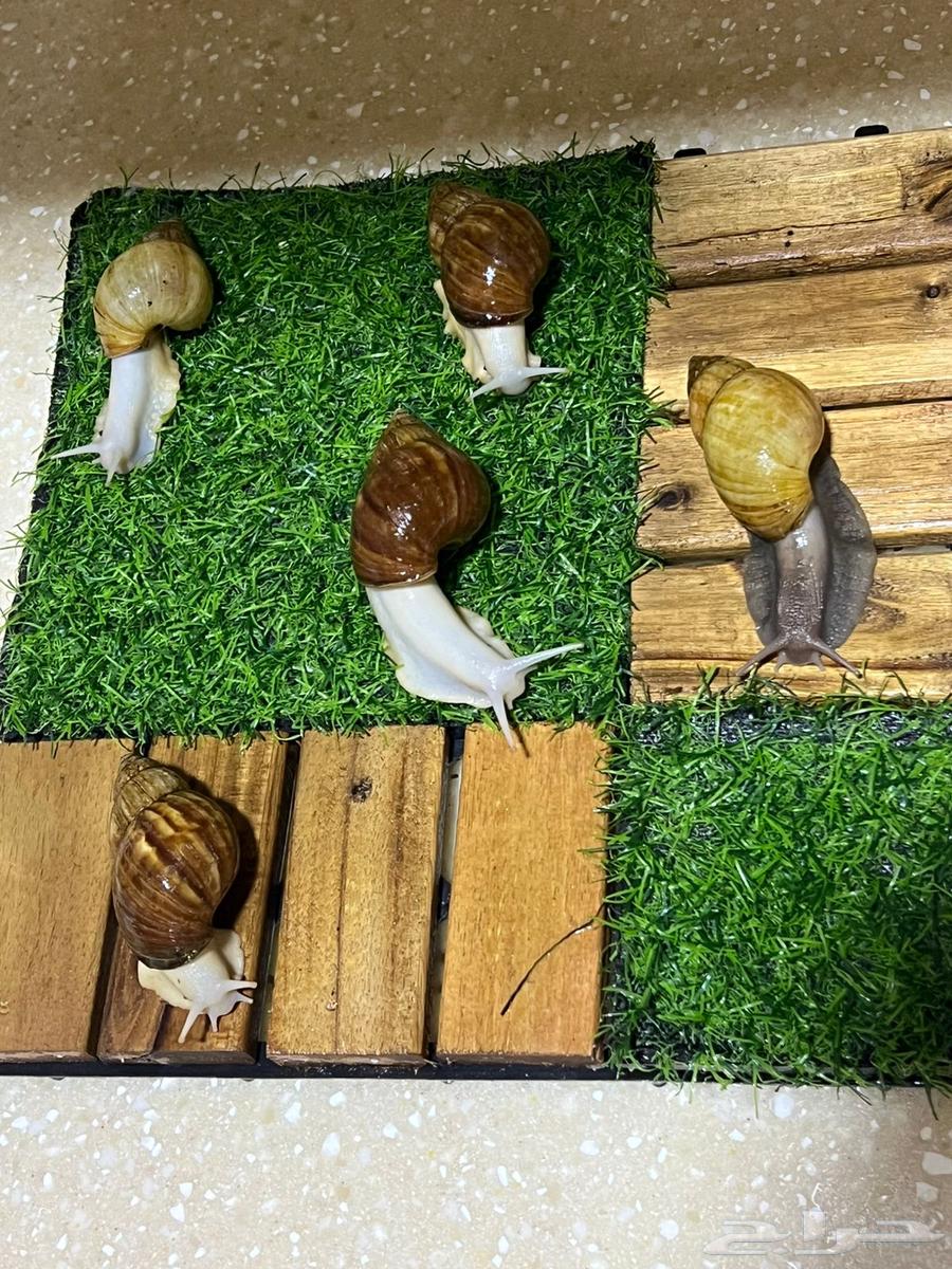 Snails for sale63271235492099111