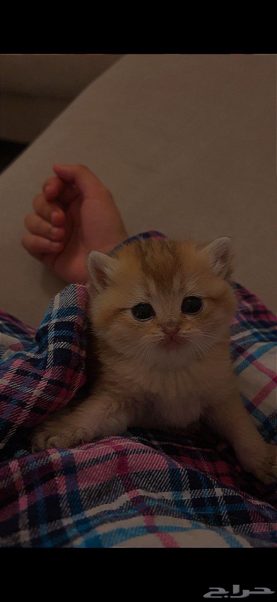 كيتن سكوتش قولد ((( تم البيع )))63265812644097112