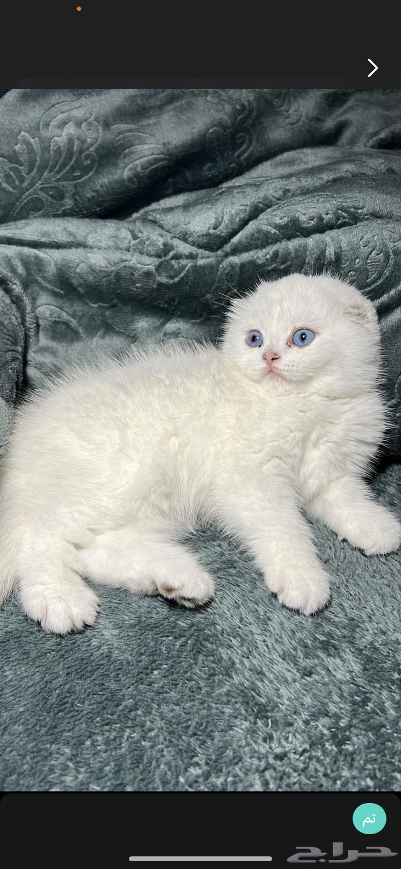 A fantasy price for a kitten Scotch Fold for sale63271228734465111
