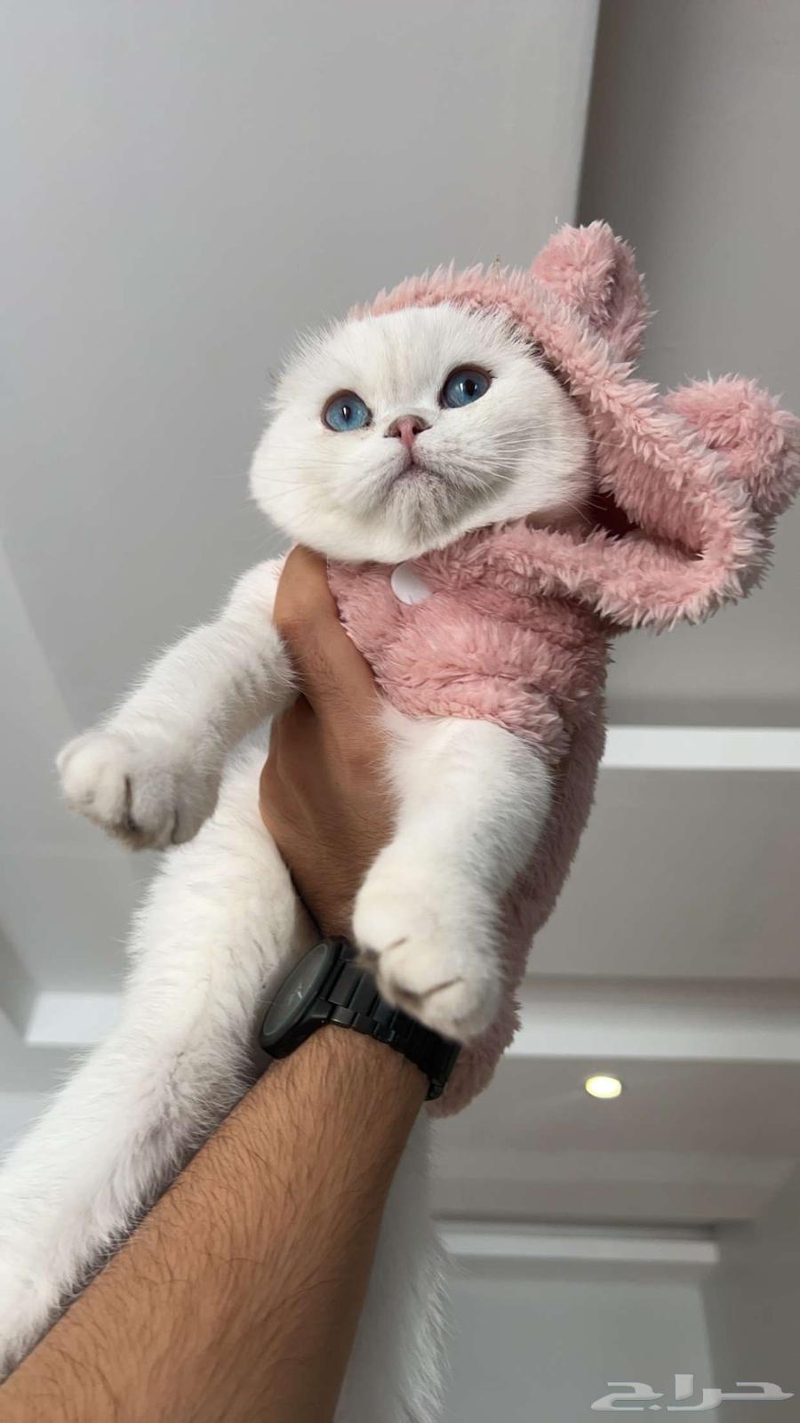 A fantasy price for a kitten Scotch Fold for sale63271228734465110
