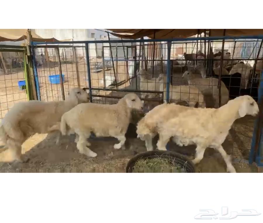 Freedom sheep purchased 39 heads at birth63617268984706112