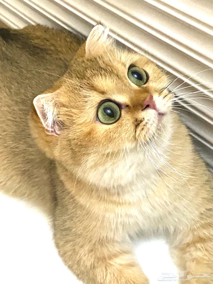 Selling a golden Scottish Fold cat63262641700227113