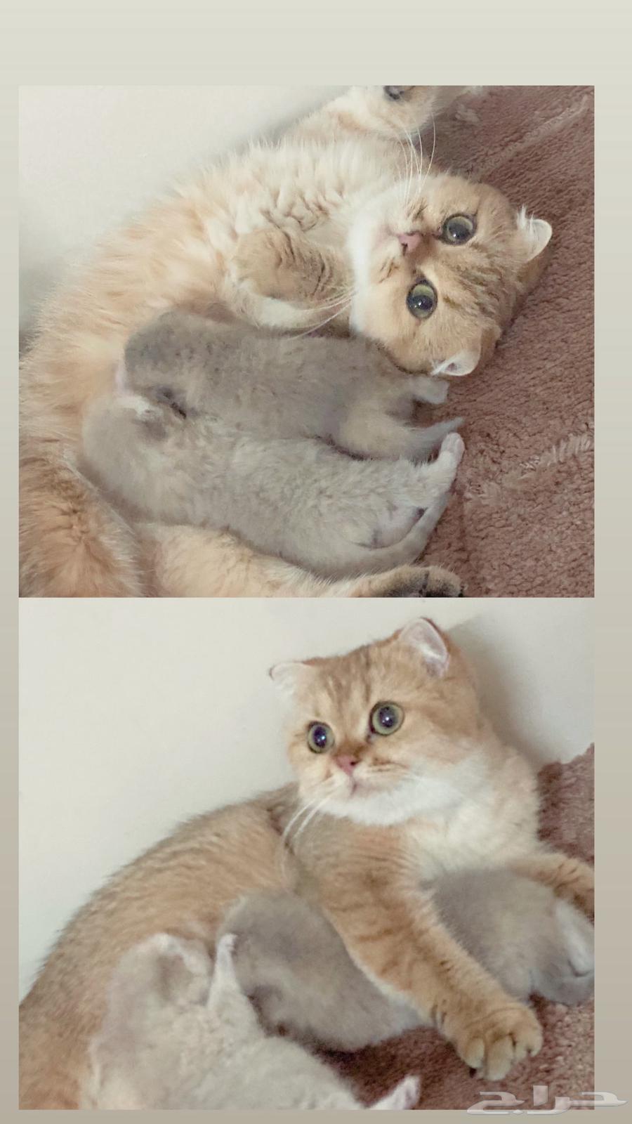 Selling a golden Scottish Fold cat63262641700227112