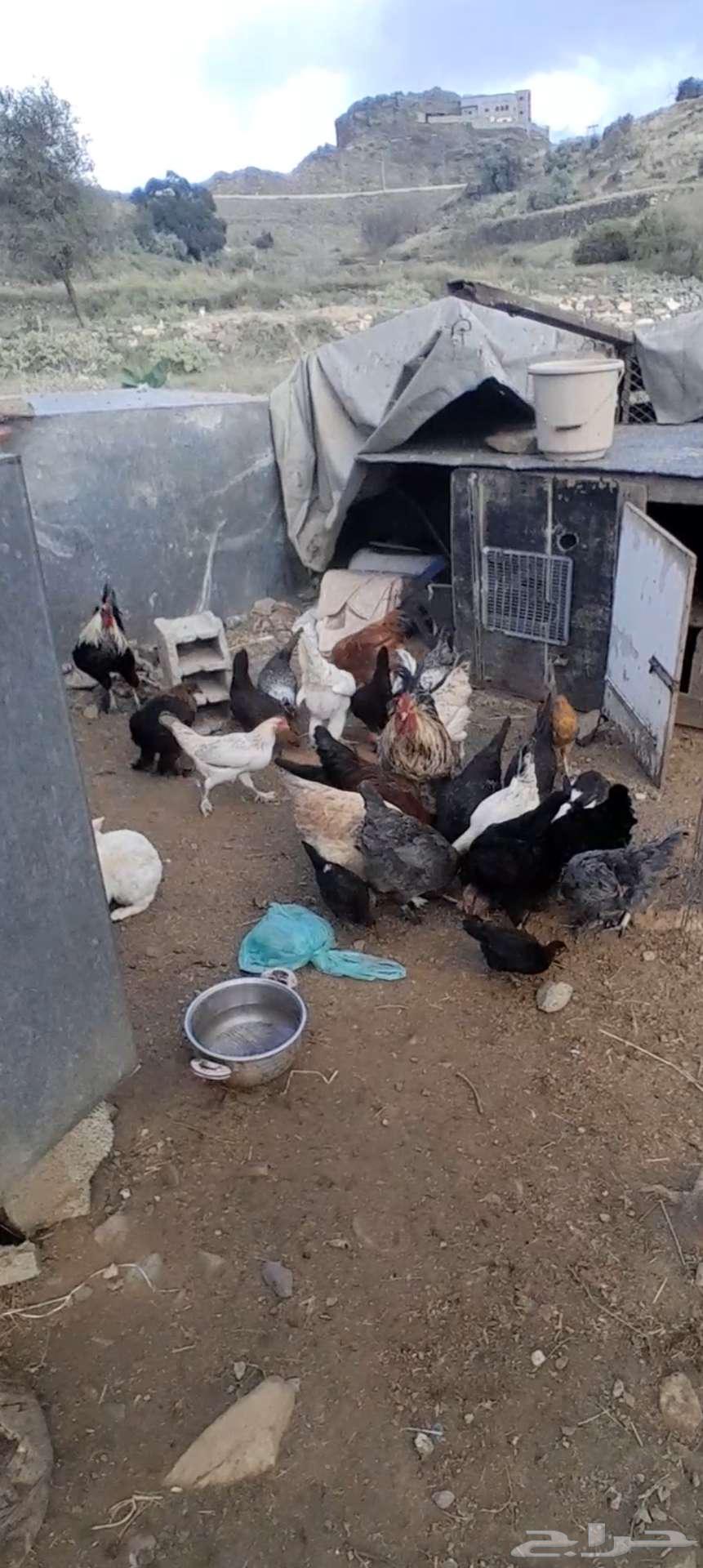 Chicken for sale, wholesale, located in Bani Malik63261001084547111