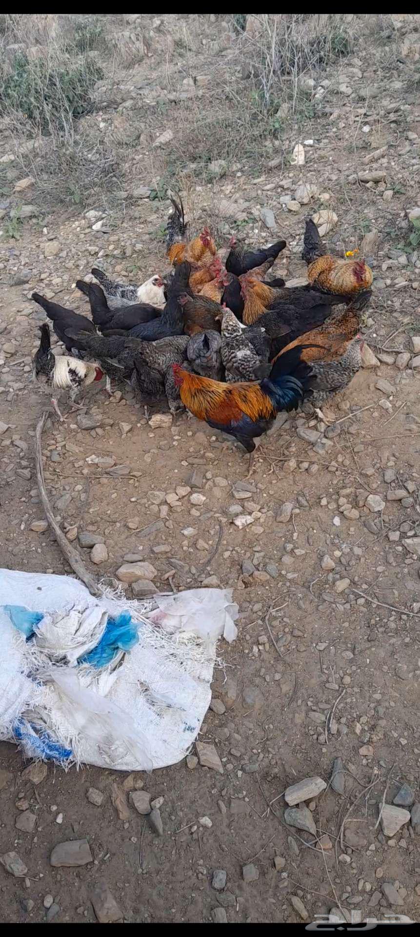 Chicken for sale, wholesale, located in Bani Malik63261001084547110