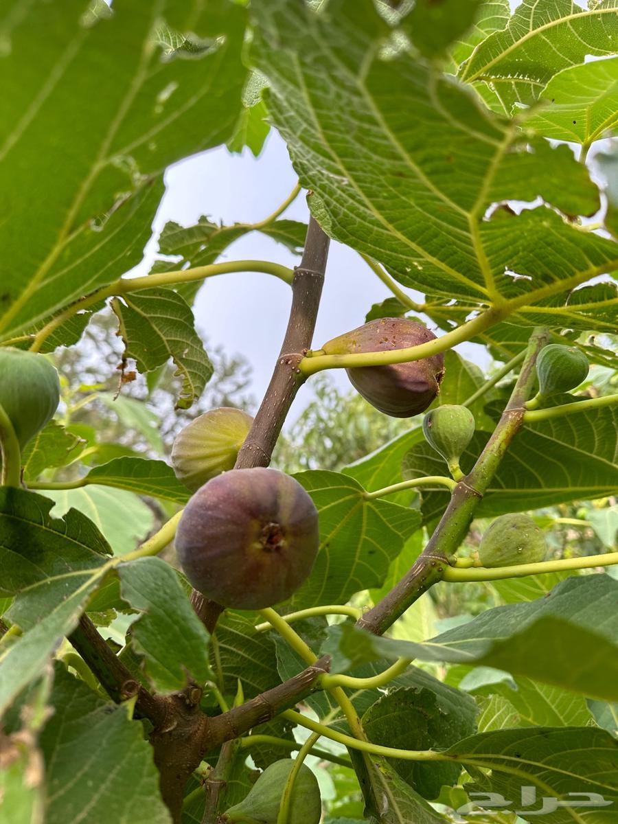 Brown fig seedlings63259948279425111