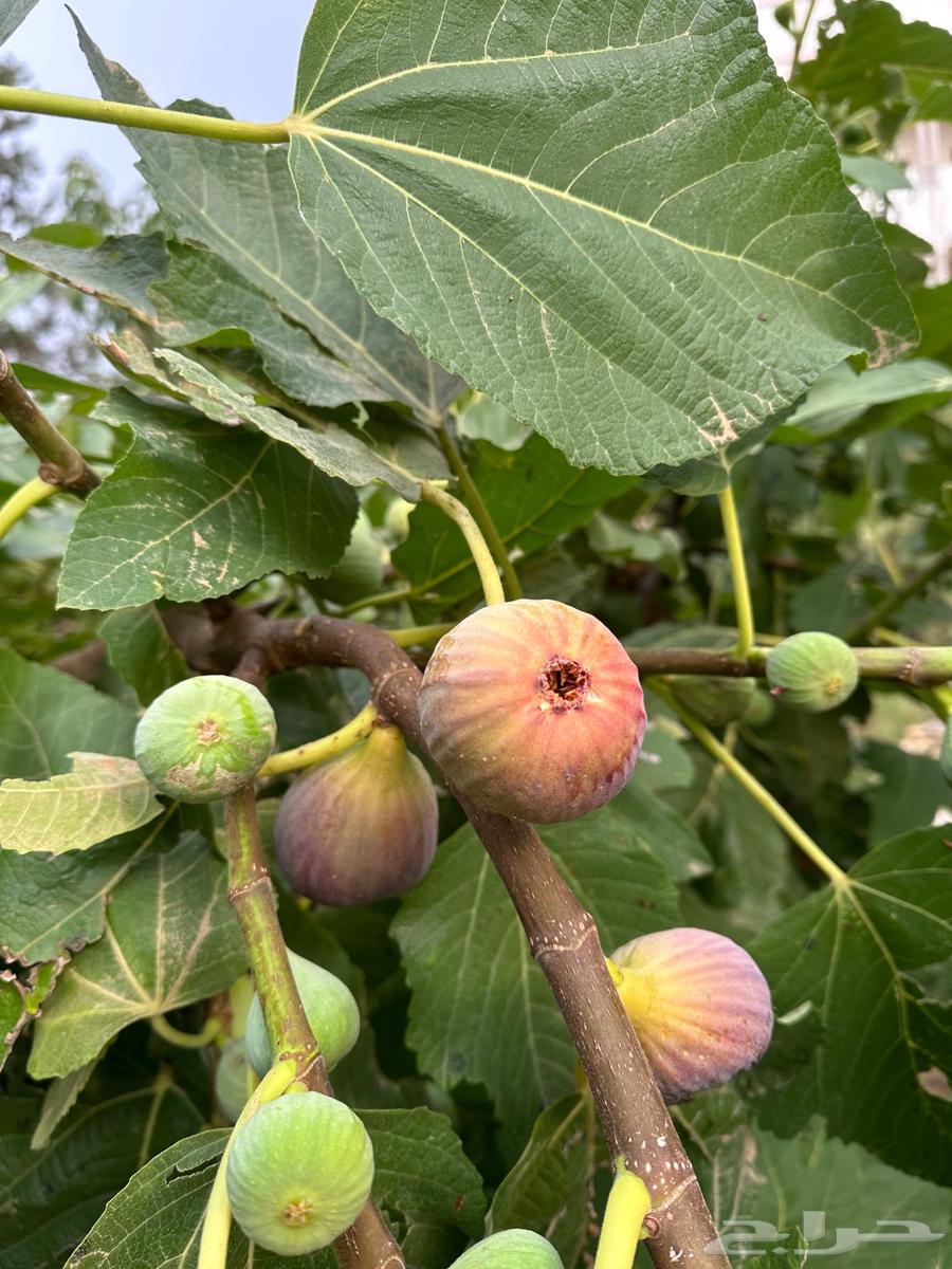 Brown fig seedlings63259948279425114