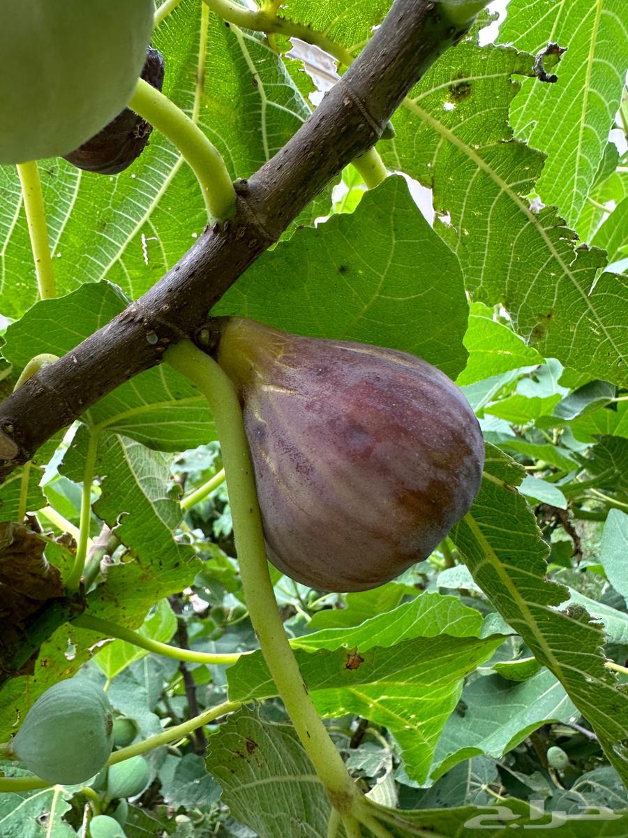 Brown fig seedlings63259948279425113