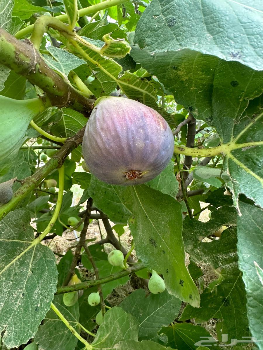 Brown fig seedlings63259948279425112