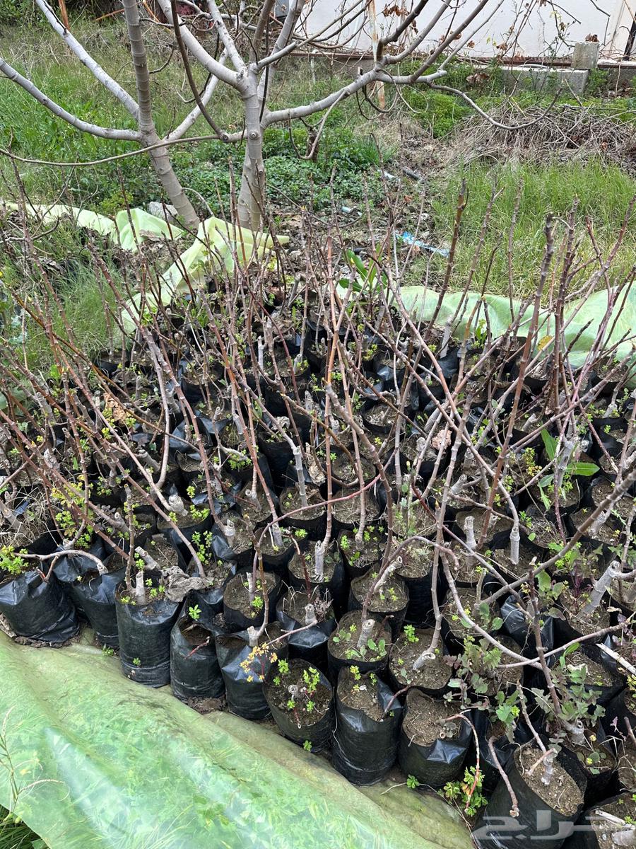 Brown fig seedlings63259948279425110