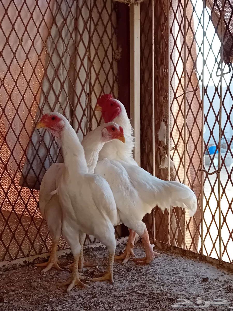 His golden grandfather ate chicken.63259425346561110