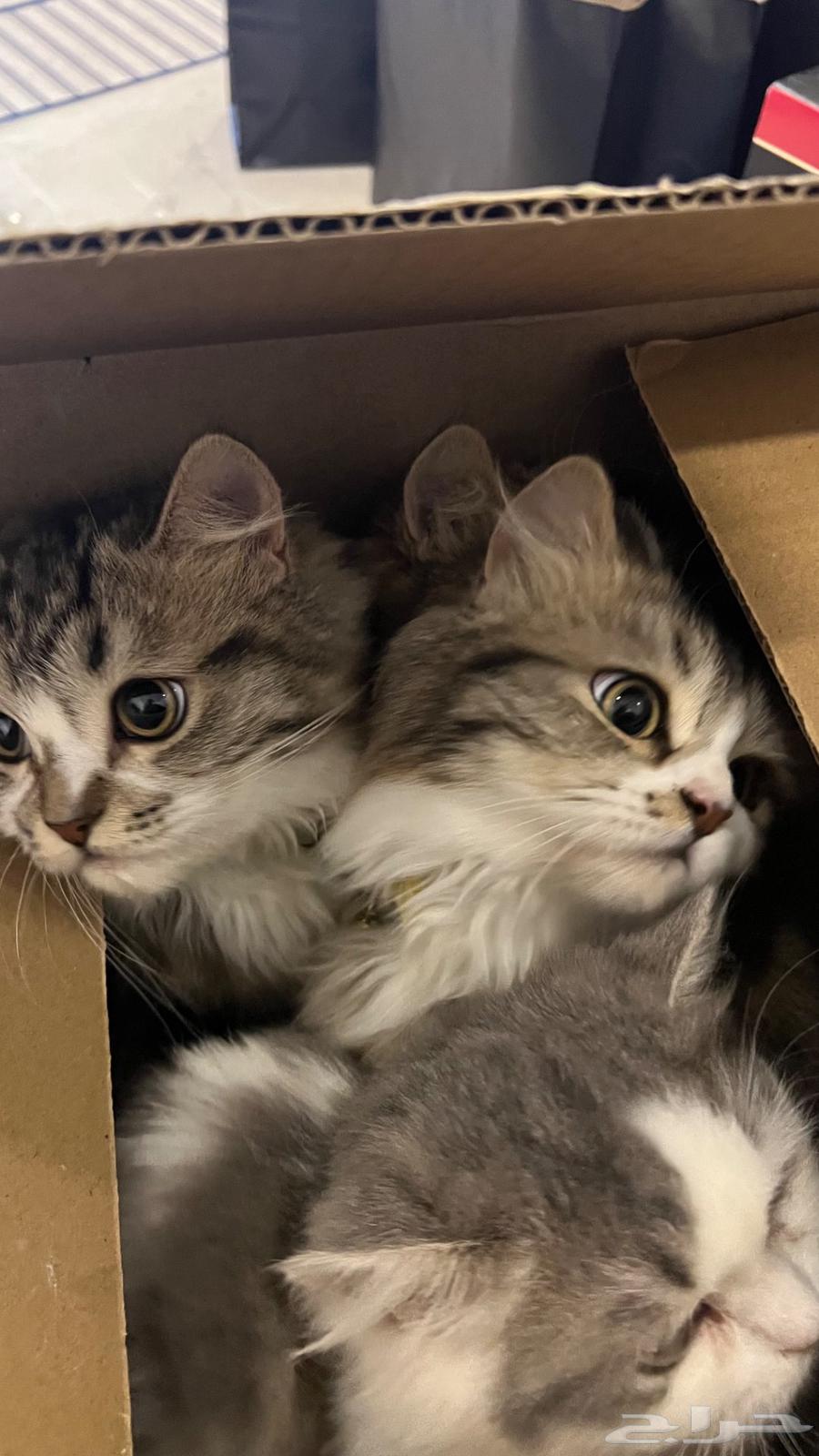 Kittens for sale63258383225859116