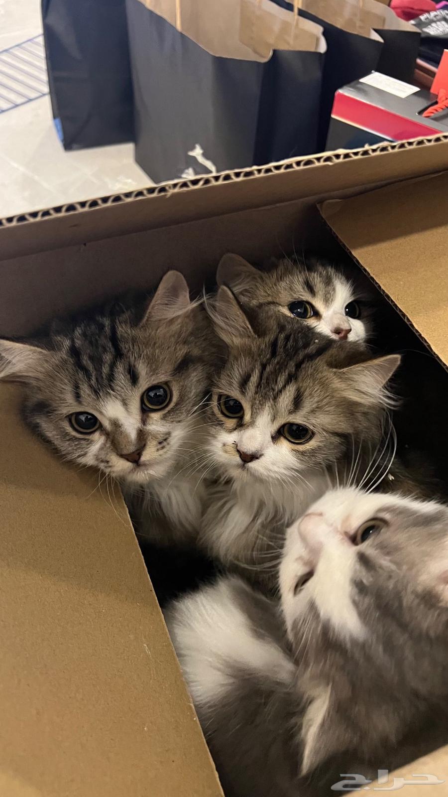 Kittens for sale63258383225859111