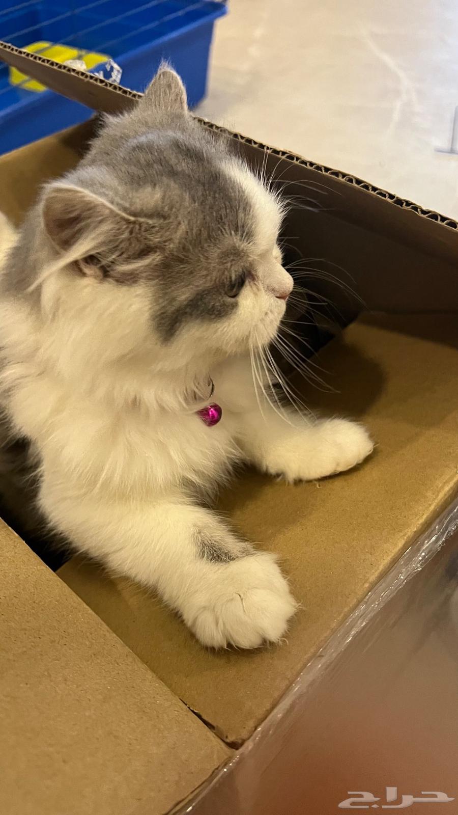 Kittens for sale63258383225859113