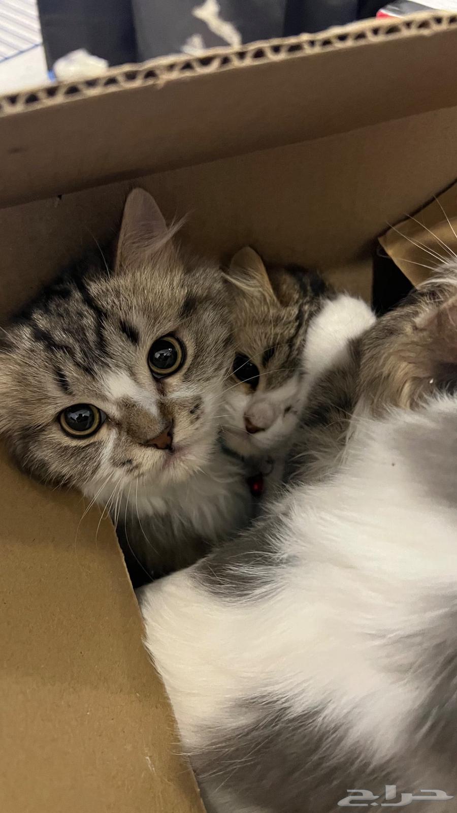 Kittens for sale63258383225859114
