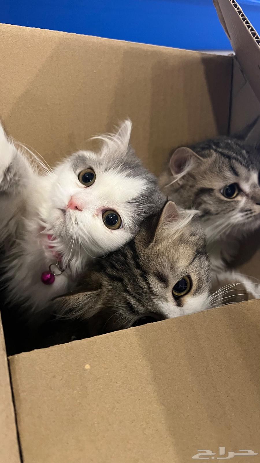 Kittens for sale63258383225859112