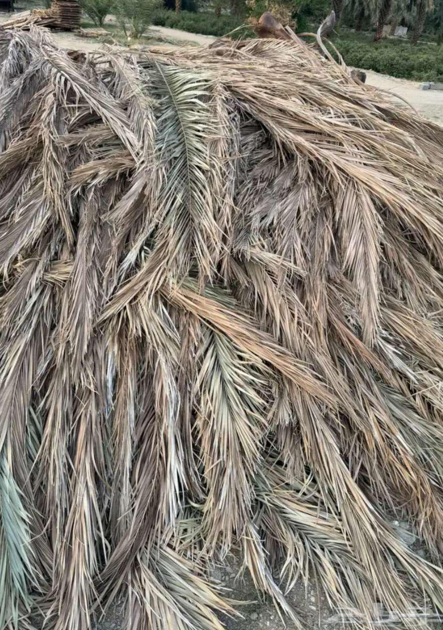 Palm fronds63257369801730113