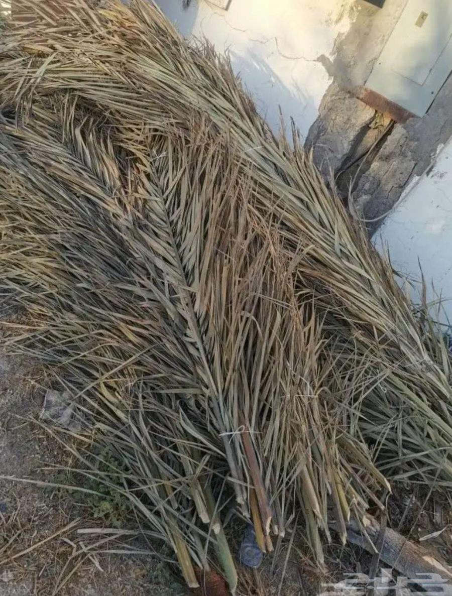 Palm fronds63257369801730112