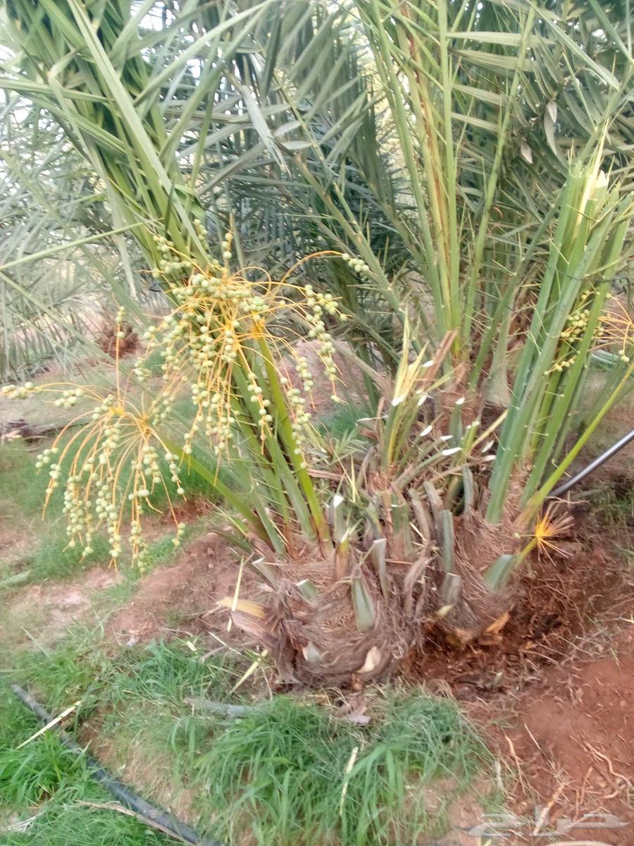 Supply and Export of Palm Trees63007845002881113