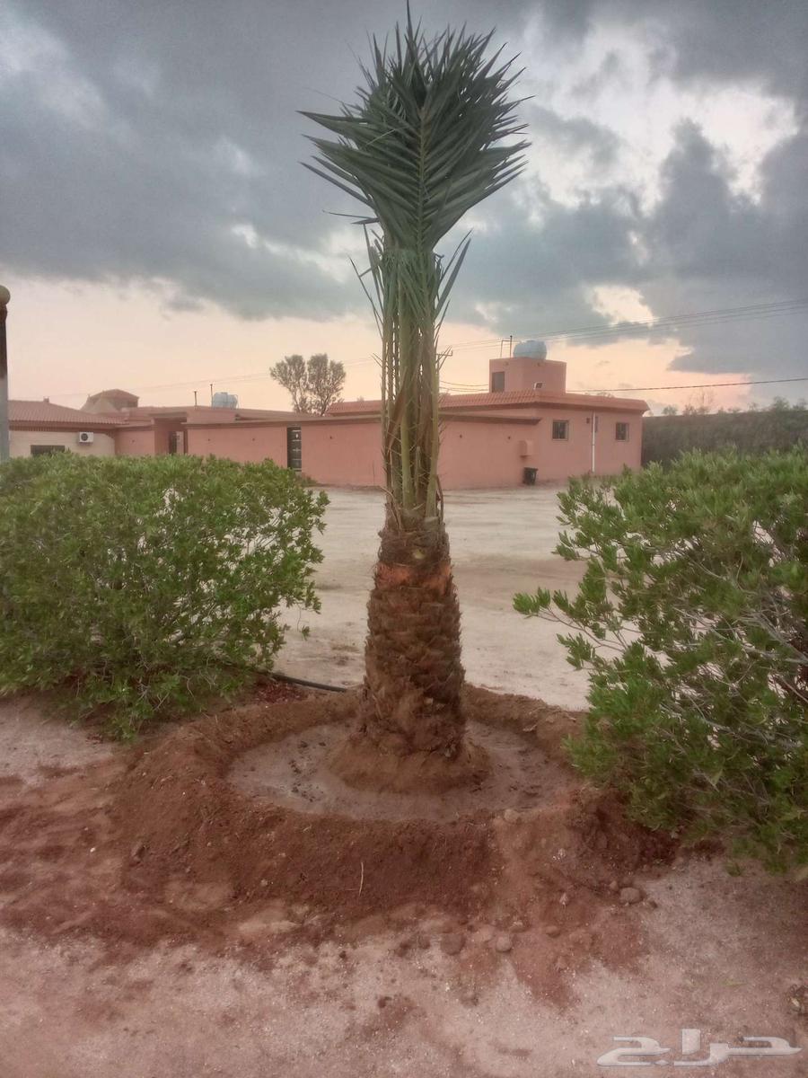 Supply and Export of Palm Trees63007845002881112