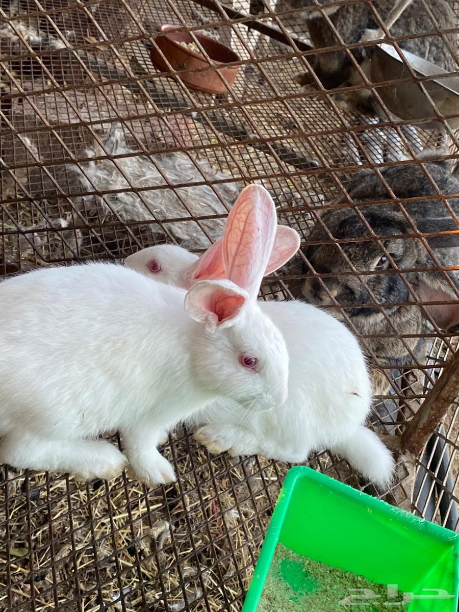 rabbits63257371126145111