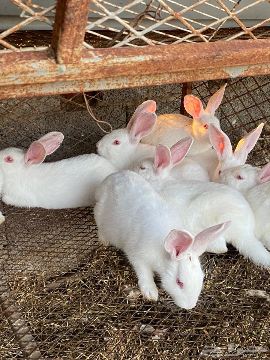 rabbits63257371126145112