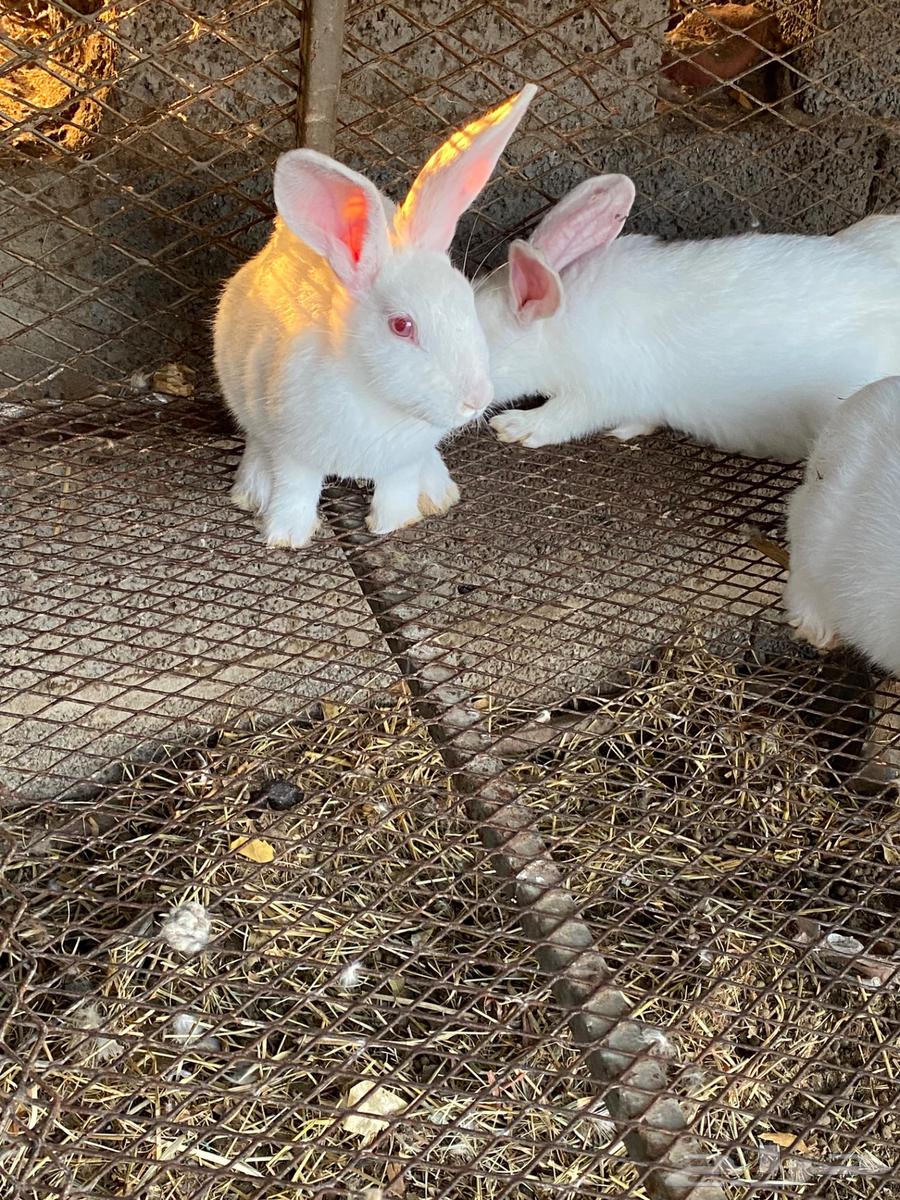 rabbits63257371126145113