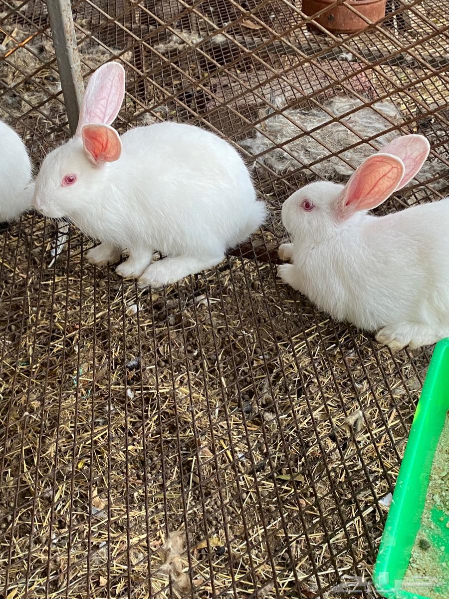 rabbits63257371126145114