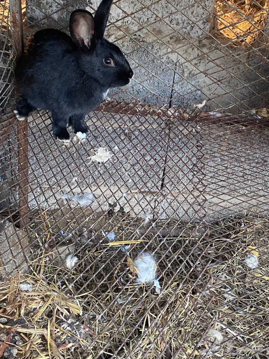 rabbits63257371126145114