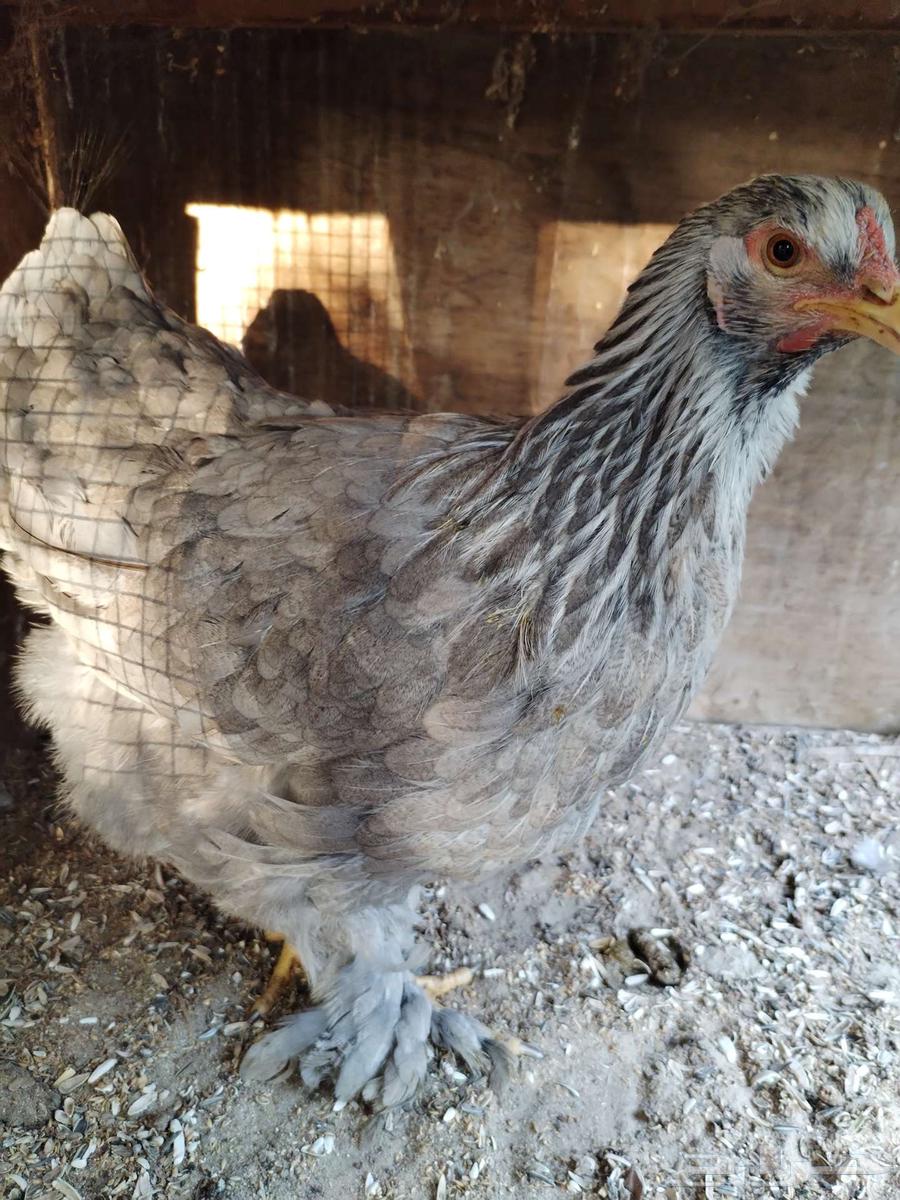 Brahma chicken is a good breed63255775087745114