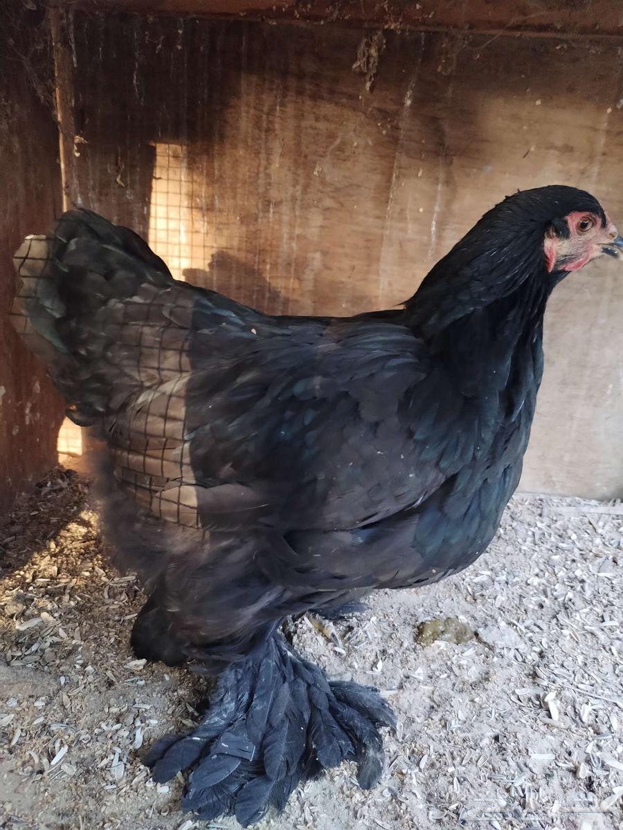 Brahma chicken is a good breed63255775087745112