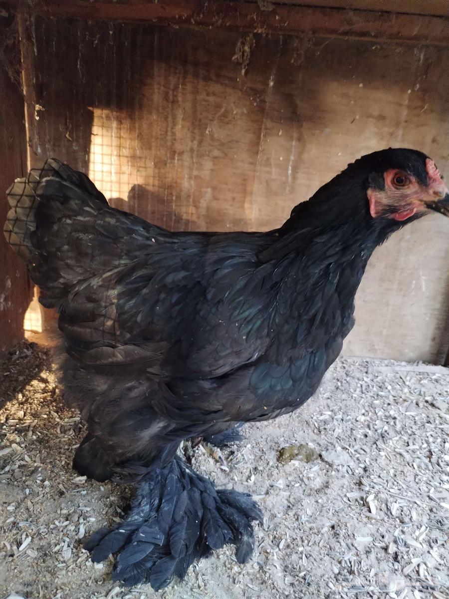 Brahma chicken is a good breed63255775087745110