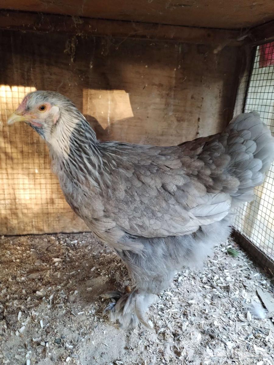 Brahma chicken is a good breed63255775087745111