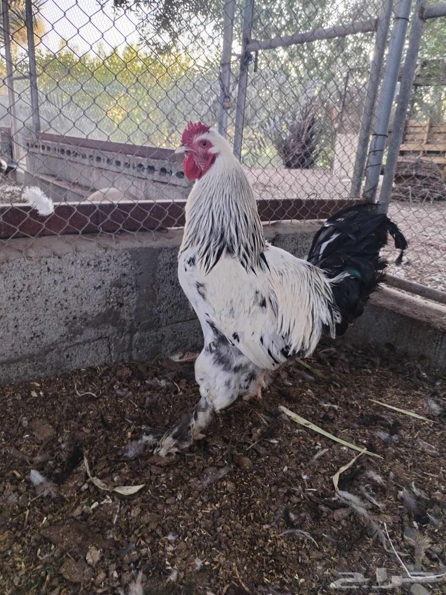 Brahma chicken is a good breed63255775087745113