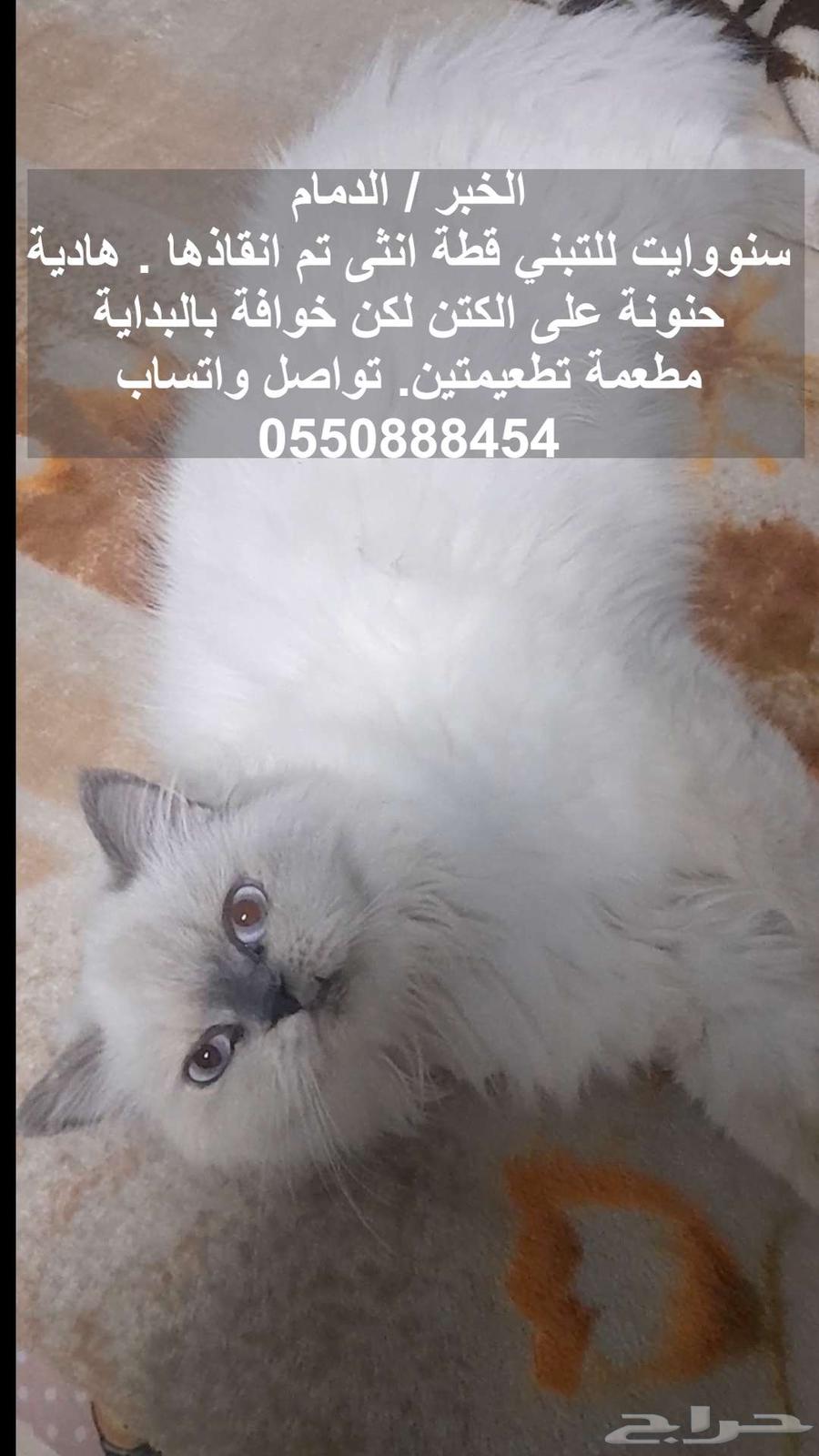 A neutered female cat available for free adoption63256326280449111